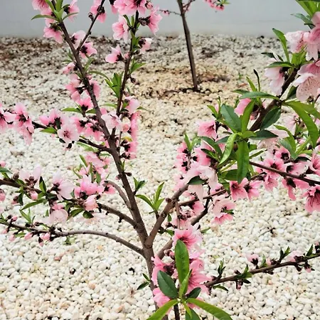 Landina Dom wakacyjny